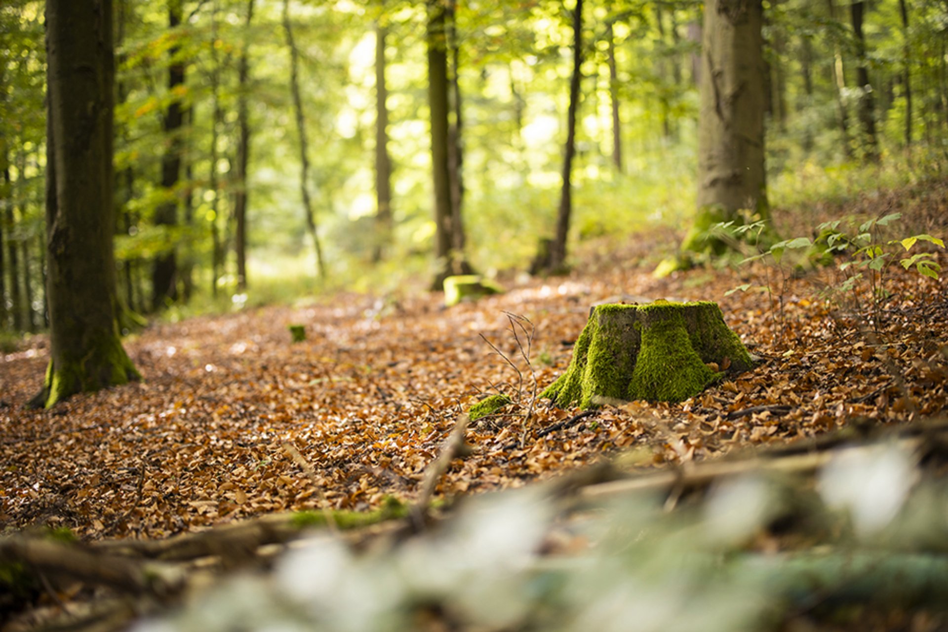 Waldbild